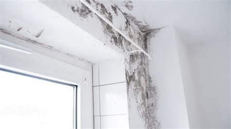 Olathe Painting Company: 3 New Tips for Preventing Mildew | Residential ...