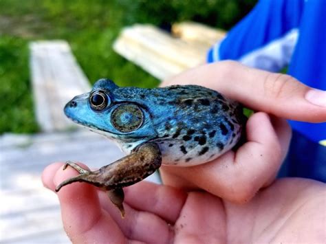 Have you ever seen a blue frog? - Cottage Life