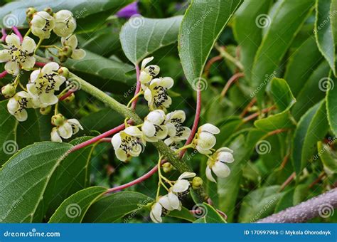 Kiwi Male Flower on Tree. Kiwifruit Actinidia Stock Photo - Image of bloom, farming: 170997966