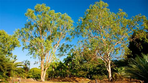 George Brown Darwin Botanic Gardens, The Gardens holiday accommodation ...