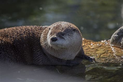 River Otter Facts: Animals of North America - WorldAtlas