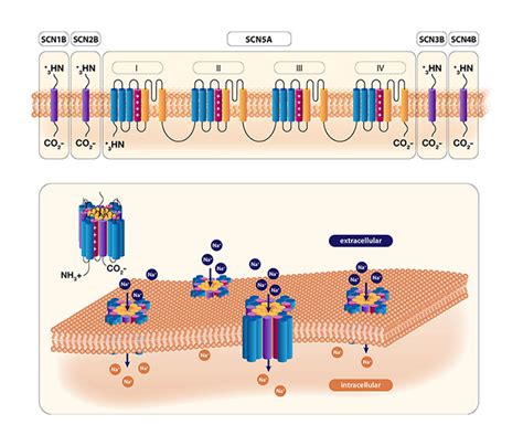 Biomedical illustration. Ion Channel