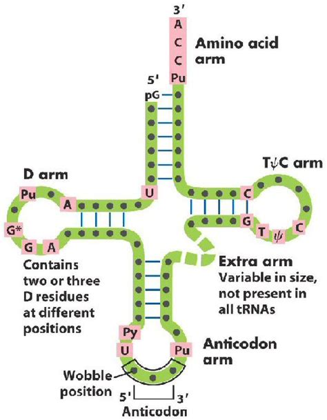 Amino acid binding site of tRNA hasUCA - OHUCG - OHCCA - OHCGA - OH