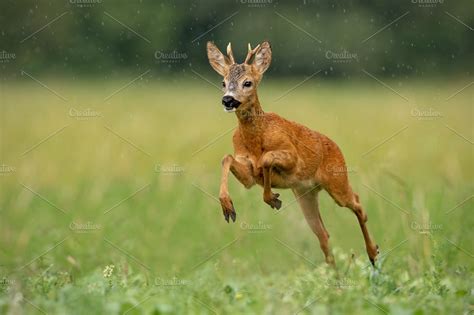 Roe deer buck running fast across | High-Quality Animal Stock Photos ~ Creative Market