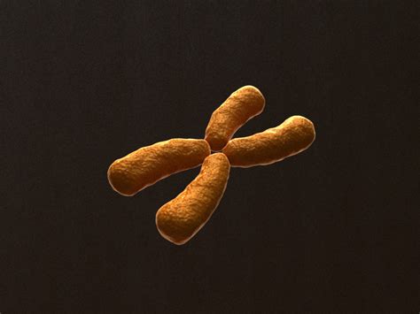 X Chromosome 3D Model - 3D Models World