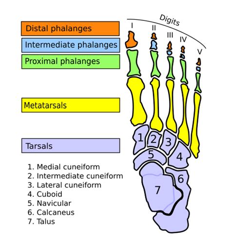 Second metatarsal bone - Wikiwand