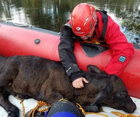 Animal Rescue Boat Operations | Large Animal Specialist Training