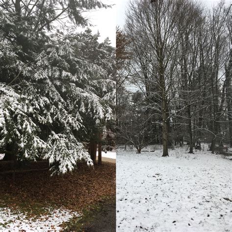 Conifers capture the snow, but do they intercept it? | Highly Allochthonous