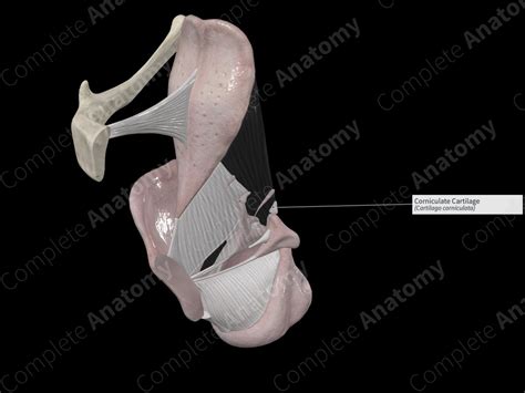 Corniculate Cartilage | Complete Anatomy