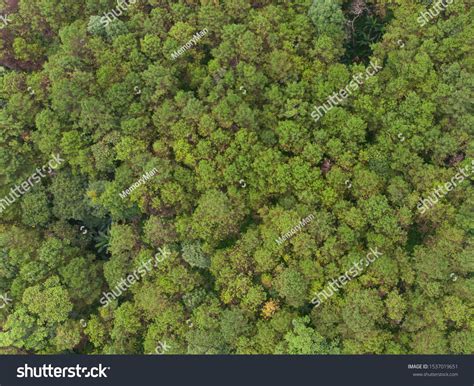 Aerial view of pine tree forest in mountain.Scenery Bird eye view of ...