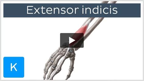 Extensor indicis: Origin, insertion and function | Kenhub