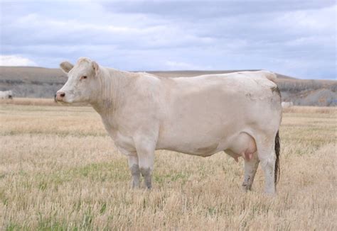 Why Charolais Is The Best Cattle Breed For Calving