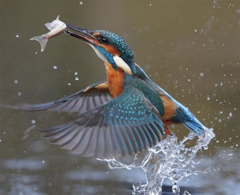 What is a Kingfisher? (with pictures)