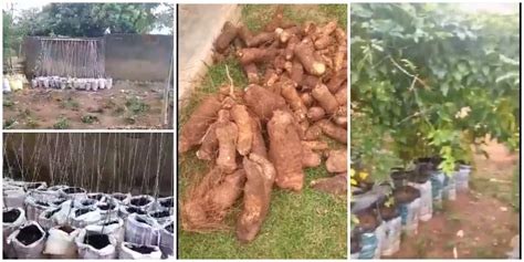 Yam Sack Farming – A Guide to Grow Yam in Sacks - Veggie Grow