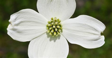 Bouquets of the USA: North Carolina: Flowering dogwood