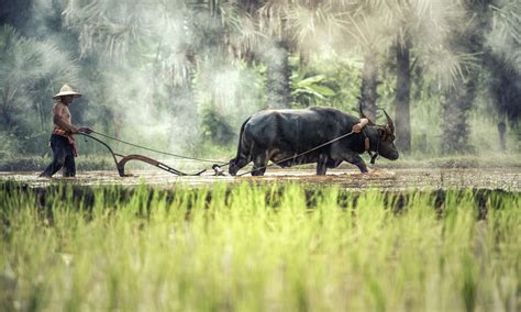 Rice farming with buffalo - Asia Rice farming with buffalo | Black water, Buffalo, Cool places ...