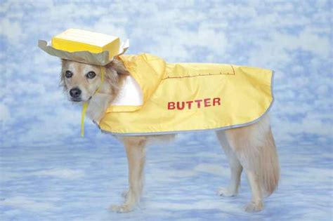 butter | Dog halloween costumes diy, Diy dog costumes, Halloween puppy