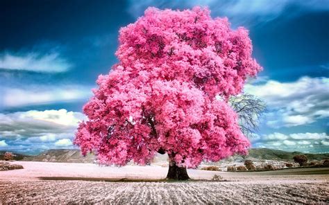 Free download sky Clouds Pink Summer Beauty Beautiful Tree Nature ...