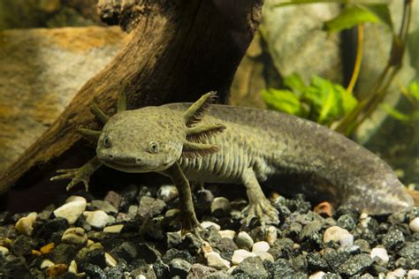 Axolotls: The adorable, giant salamanders of Mexico | Live Science