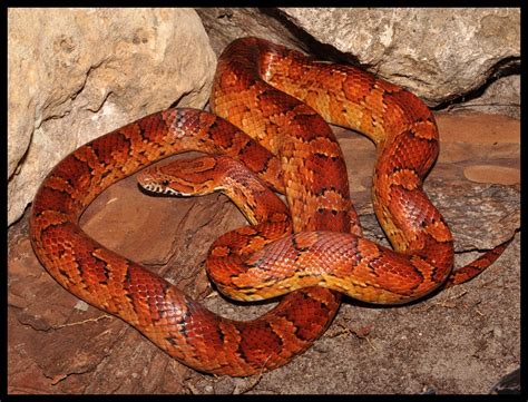 Red Rat Snake (Corn Snake) | Florida Backyard Snakes