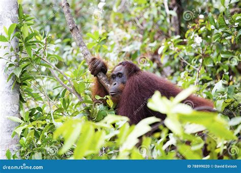 Orang-utan stock photo. Image of monkeys, orangutan, hairy - 78899020