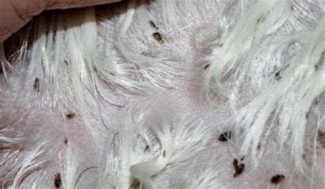 Dog lice increasing - Vernon News - Castanet.net