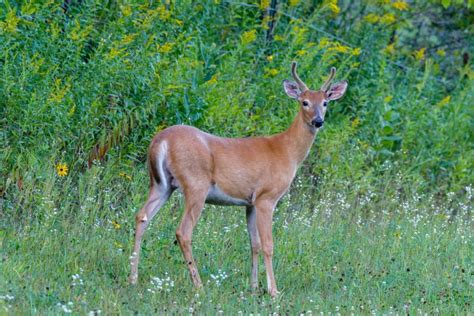 Kentucky's Deer Season is now open - The Hancock Clarion