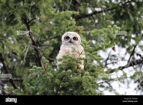 Baby Great Horned Owl Stock Photo - Alamy