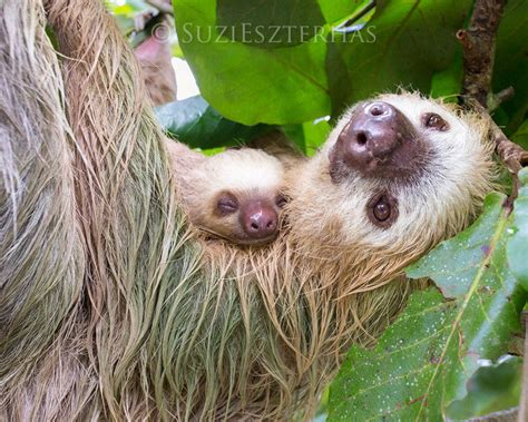 Mom and Sleepy Baby Sloth Photo - Baby Animal Prints by Suzi