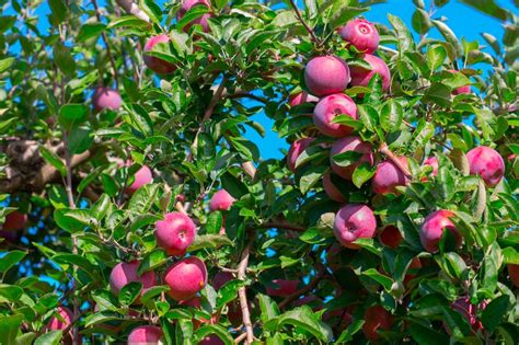 Free apple and pear trees to be given away in two Derbyshire towns - Derbyshire Live