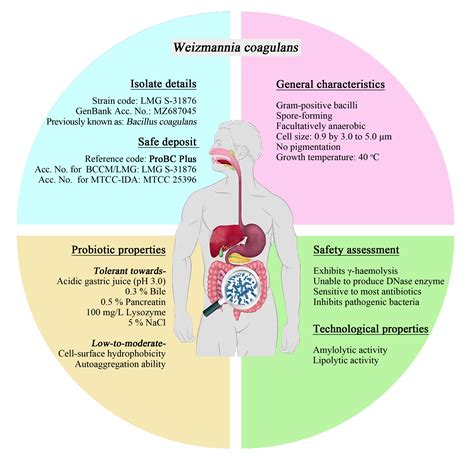 Life | Free Full-Text | In Vitro Evaluation of Weizmannia coagulans Strain LMG S-31876 Isolated ...