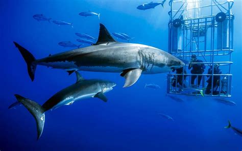 Great White Shark cage diving at Guadalupe Island - Nautilus Liveaboards