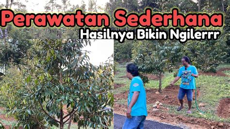 Kebun Durian Bawor Tumbuh subur Dengan perawatan Sederhana - YouTube