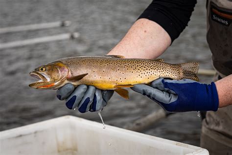 Yellowstone cutthroat trout - Montana Hunting and Fishing Information