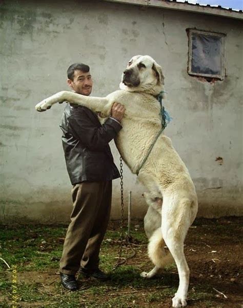 The 10 largest Dog Breeds, Turkish kangal ;) | Kangal dog