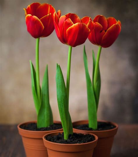 Como plantar tulipas em vasos - 6 passos | Growing tulips, Tulips, Tulips garden