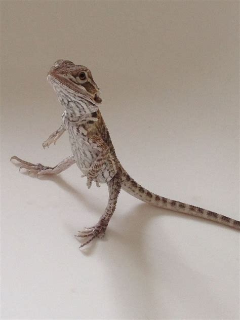 My beardie after bath time, standing on his back legs. | Bearded dragon ...