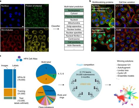 Analysis of the Human Protein Atlas Image Classification competition ...