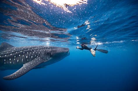 Three of the best places in the world to swim with sharks | Journey Magazine