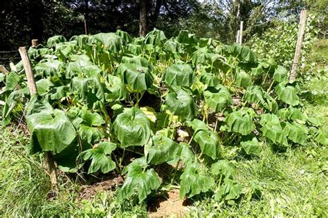 Why Is My Pumpkin Plant Wilting? Troubleshooting Tips | Gardener’s Path