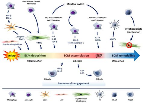 IJMS | Free Full-Text | Liver Regeneration and Immunity: A Tale to Tell