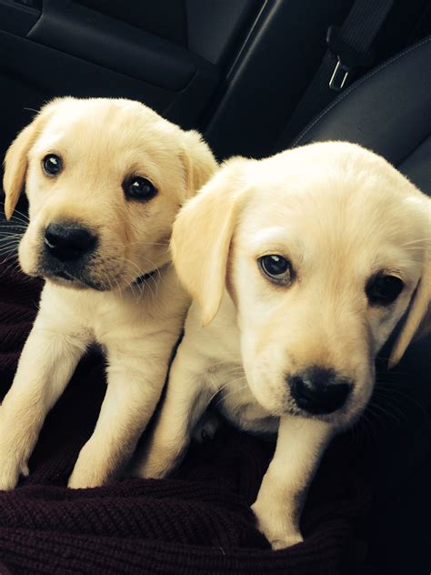 🐶 golden retriever/yellow lab mix! Female and male