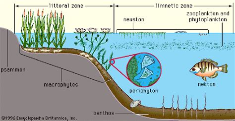 Freshwater Ecosystems