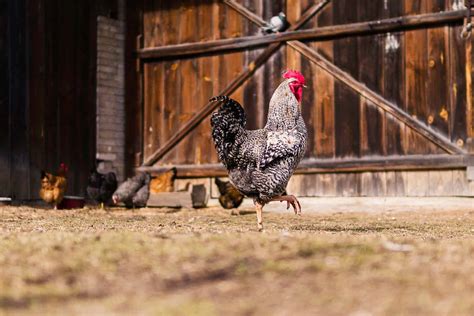 Urban Chickens: The Ultimate Guide on Raising Backyard Chickens