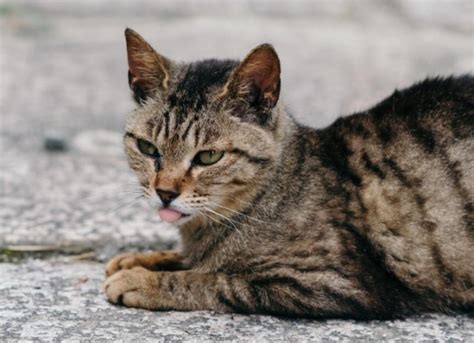 Heavy Breathing in Cats | PetMD