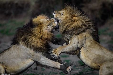 Nature at its most beautiful: Stunning safari pictures capture the ...