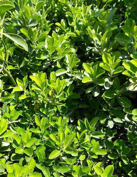 Euonymus japonica Green - Boething Treeland Farms