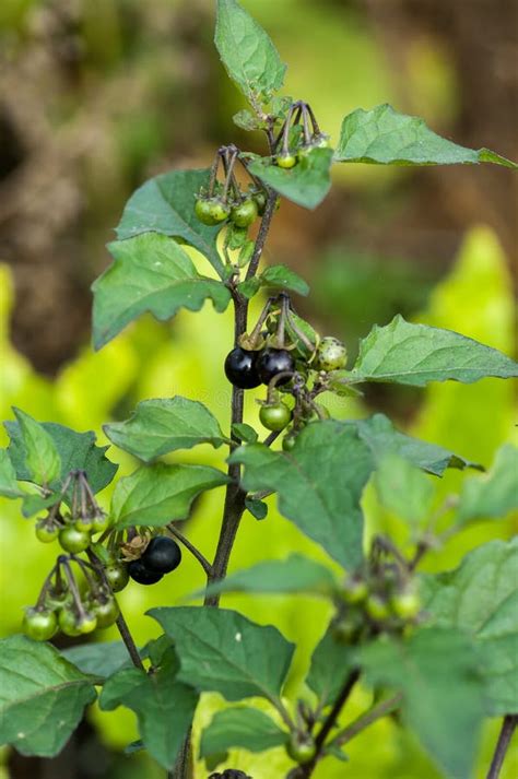 Black nightshade berries stock photo. Image of berries - 61094082