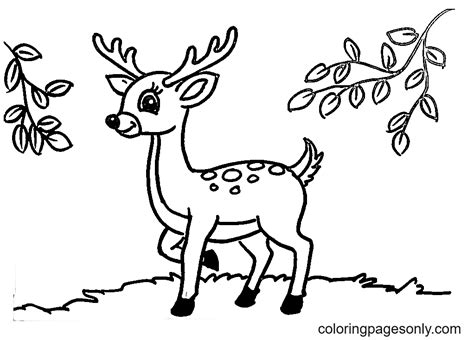 Deer Coloring Page