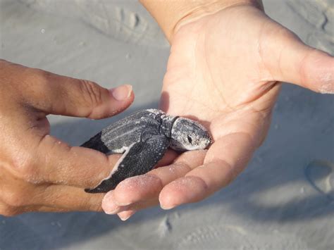 Sunshine Palate: The Baby Sea Turtles are Hatching